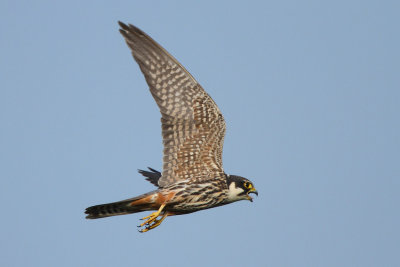 Eurasian Hobby