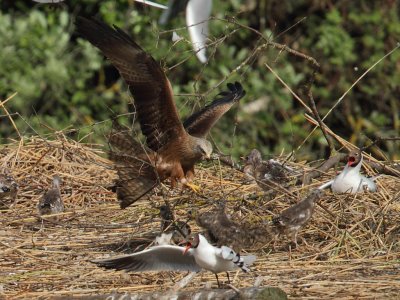 Black-headed gull