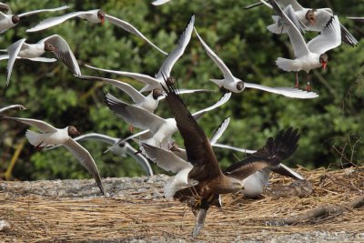 Black-headed gull