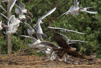 Black-headed gull