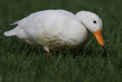 Pekin Duck, male