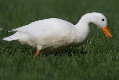 Pekin Duck, male