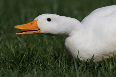 Pekin Duck, male