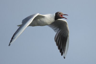 Black-headed gull