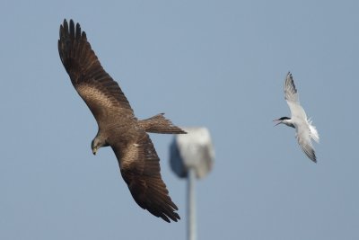 Common tern attacking a black kite