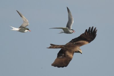 Common terns attacking a black kite