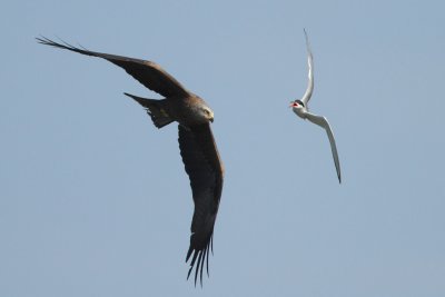 Common tern attacking a black kite