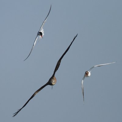 Black-headed gull