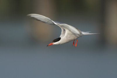 Common Tern