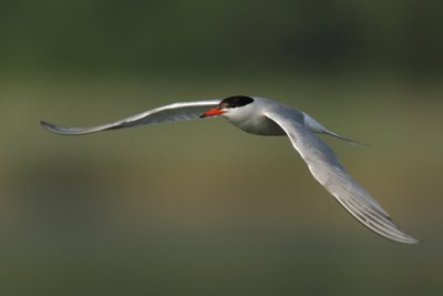 Common Tern