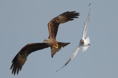 Black-Headed Gull - Defending the Rookery