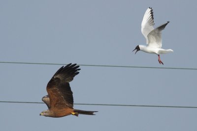 Black-headed gull