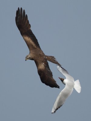 Black-headed gull