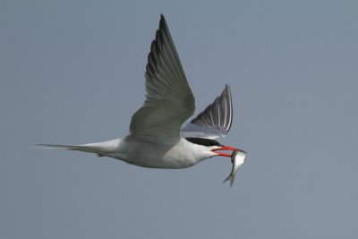 Common Tern