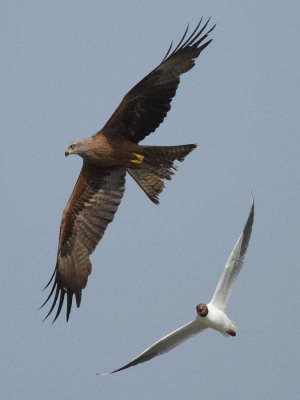 Black-headed gull