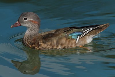 Mandarin Duck, male, transitional plumage