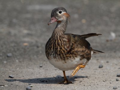 Mandarin Duck, male, transitional plumage