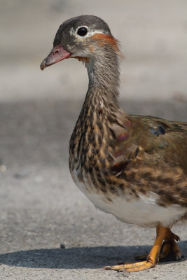 Mandarin Duck, male, transitional plumage