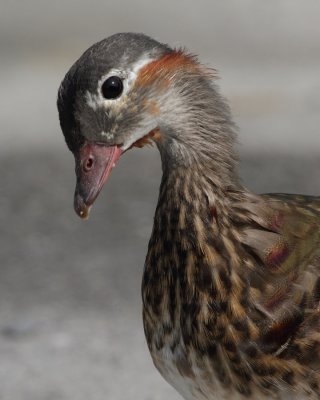 Mandarin Duck, male, transitional plumage