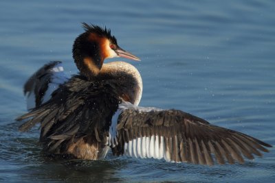Great crested grebe, grooming