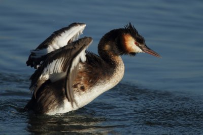 Great crested grebe, grooming