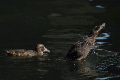 Eider Duck, chicks c. 7 weeks
