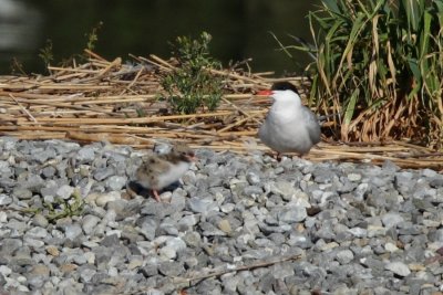 Common Tern