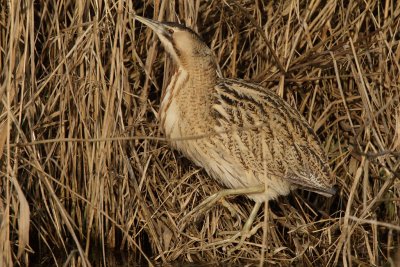 Great Bittern