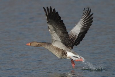 Greylag Goose