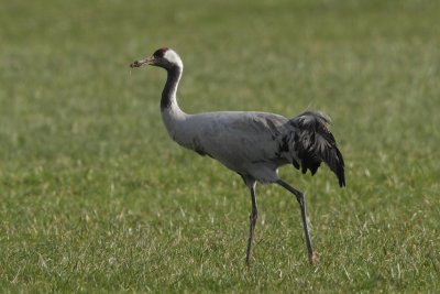 Common Crane - Portrait
