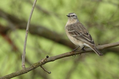 Water Pipit