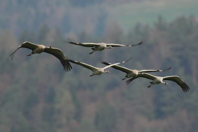Common Crane, 2 x adult + 3 x 2Y