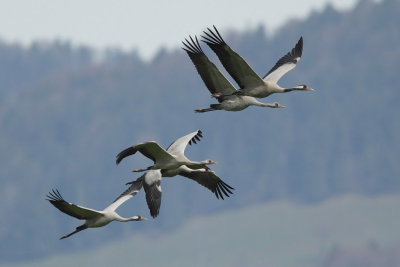 Common Crane - In flight