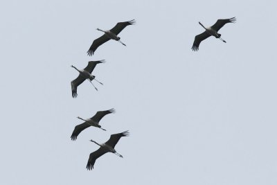 Common Crane, 2 x adult + 3 x 2Y