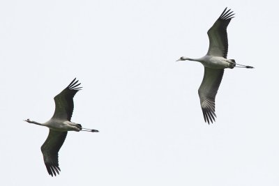 Common Crane
