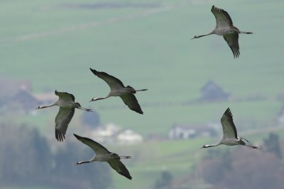 Common Crane, 2 x adult + 3 x 2Y