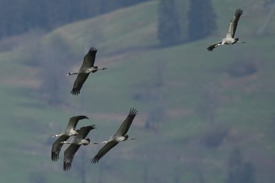 Common Crane, 2 x adult + 3 x 2Y