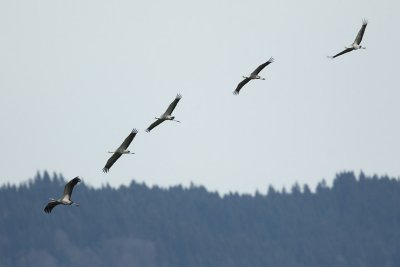 Common Crane, 2 x adult + 3 x 2Y