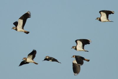 Northern Lapwing - Group