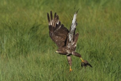 Common Buzzard, with starling