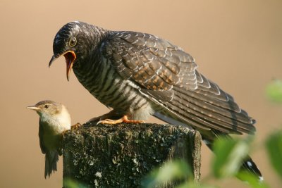Young cuckoo and its foster parent