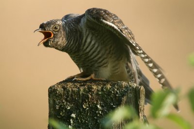 IMG_4009.JPG