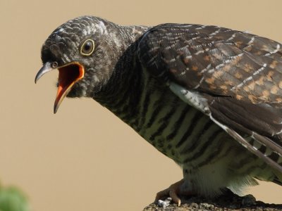 Common Cuckoo