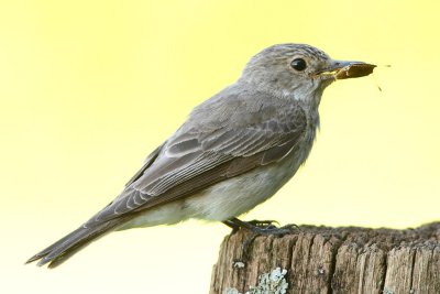 Spotted Flycatcher