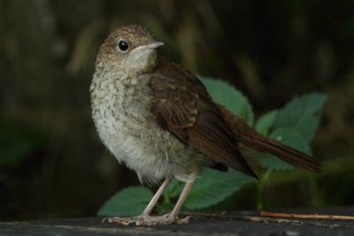 Common Nightingale, juvenile