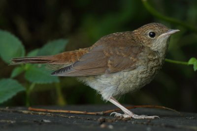 Common Nightingale, juvenile