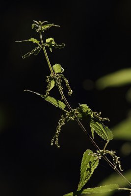 IMG_5259.JPG