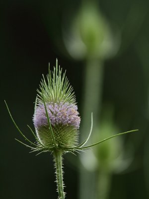 IMG_6217.JPG