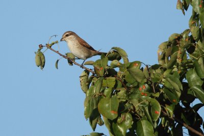 Red-backed Shrike