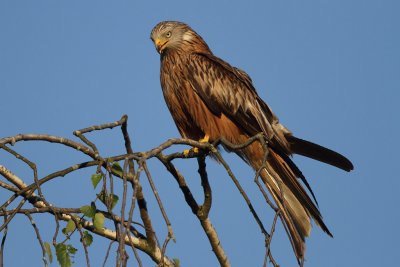 Red Kite - Perched